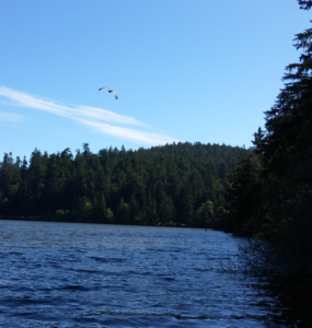 eagle in flight over lake