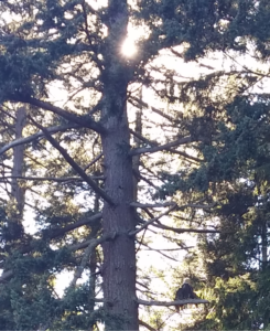 eagle sitting on evergreen branch with sunlight behind