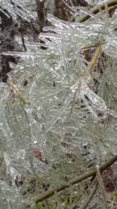 icy pine needles