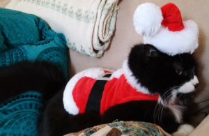 cat wearing santa suit