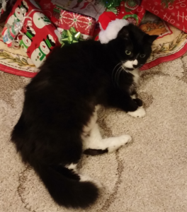 cat wearing a santa hat cuddled up next to Christmas presents