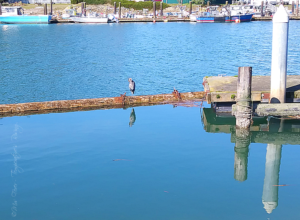 blue heron on log next to dock with boats in background