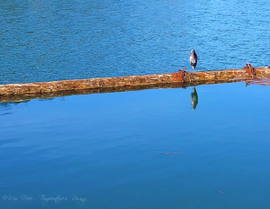 blue heron on log