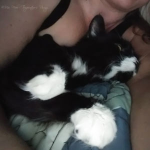 cat snuggling with his person