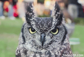 sarcastic owl blink