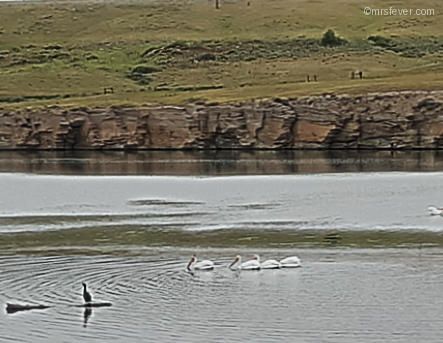 pelicans swimming on the Missouri River
