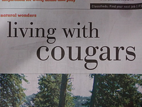 headline from newspaper: Living With Cougars