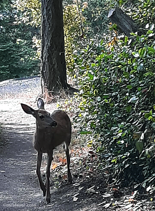 deer walking on wooded trail