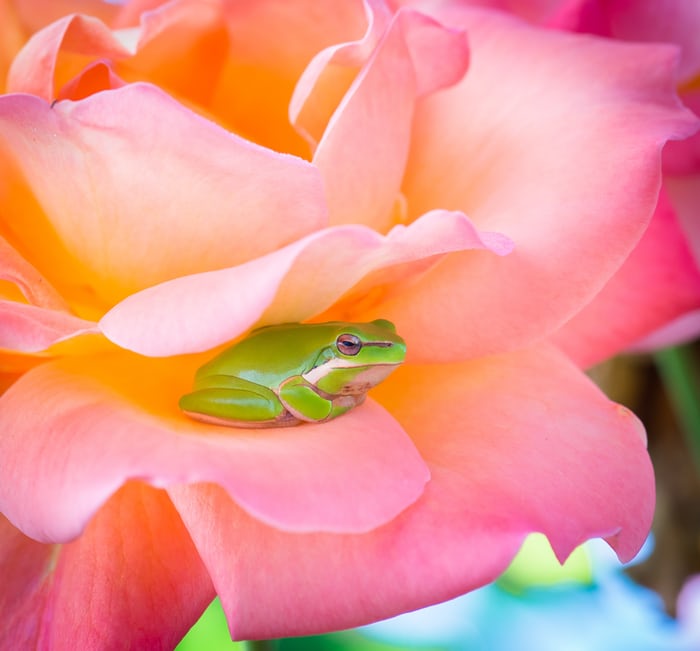 green frog on pink flower, from Unsplash