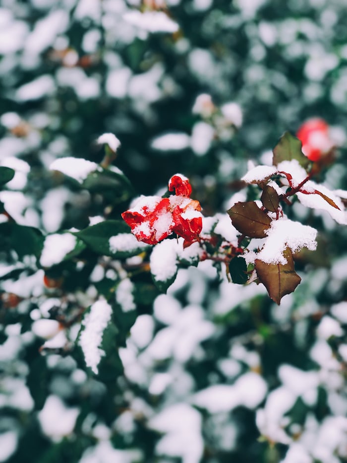 frozen flower covered in snow, from Unsplash