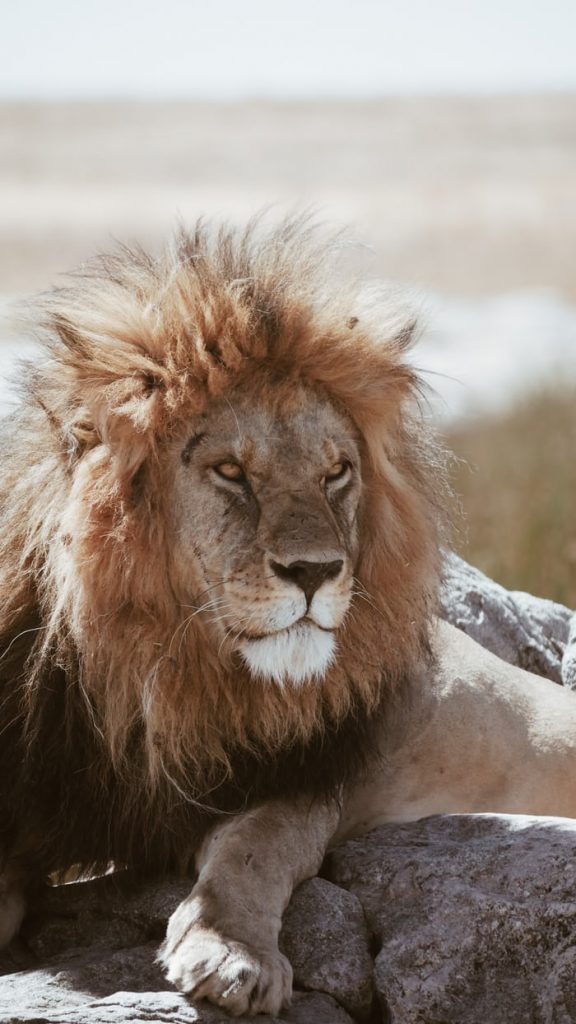 photo of scarred, tough-looking lion, from Unsplash