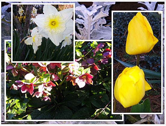 collage of photos from my yard, including daffodils, tulips, dusty miller, and perennial foliage