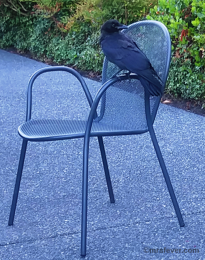 black crow perched on the arm of a metal chair