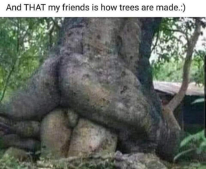 sexually suggestive tree trunks entwined