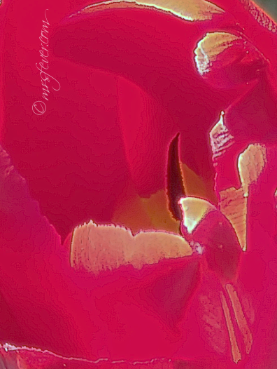 close-up of tulip stamen