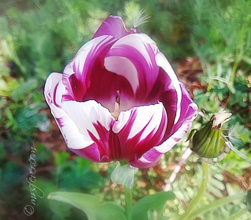 striped fuschia tulip