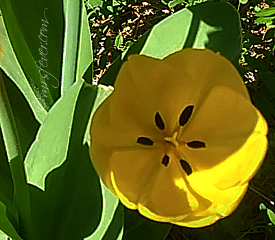photo of yellow tulip opening
