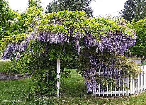 purple wisteria in full bloom, growing over an arbor and down a fence line