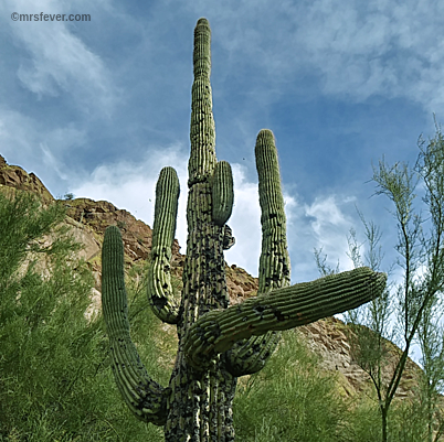 Cactus at Saguaro lake in Arizona