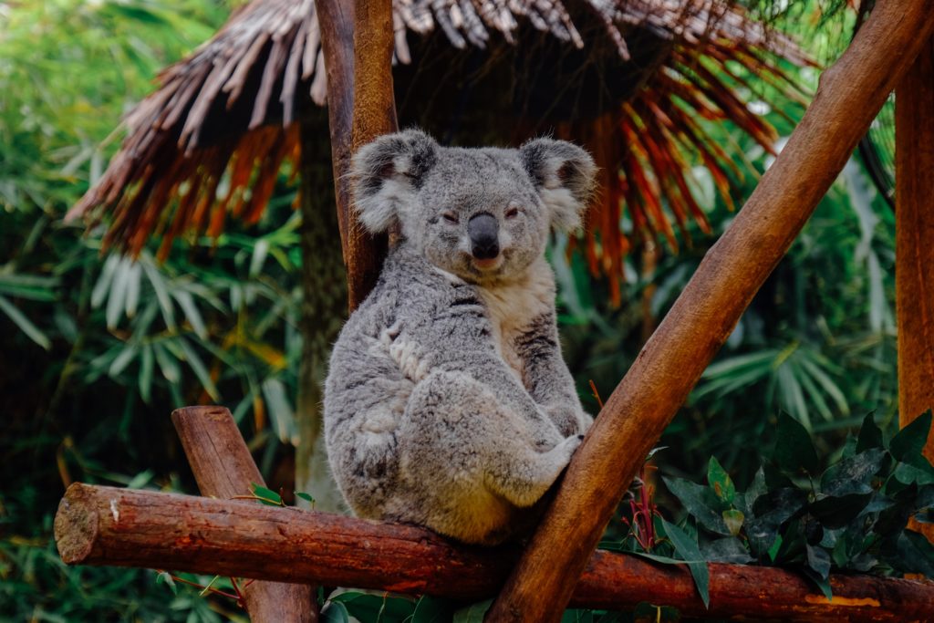 koala on branch, photo from Unsplash!