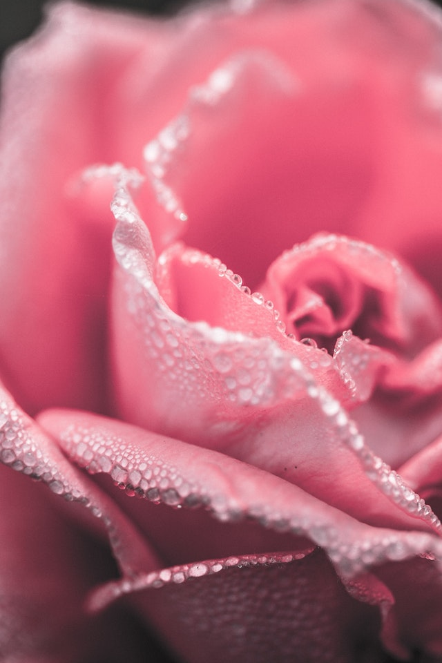 macro photo of the folds of a pink rose, via Pexels