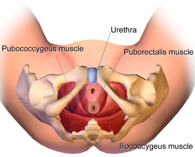 diagram of pelvic muscles