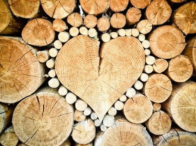 woodcut heart among circular cut tree trunks, via pixabay